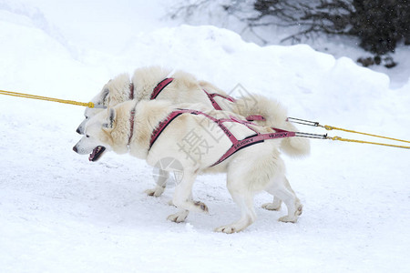 在冬季的雪上赛跑中骑滑雪橇的哈图片