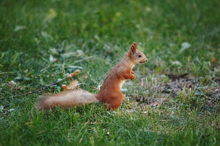 亮红松鼠沿着草地跑来去抬起尾巴图片