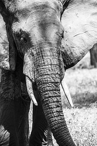 坦桑尼亚塔兰吉雷公园的非洲象非洲大象的头部特写图片