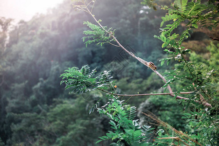 Srilanka风景的美景照片树图片