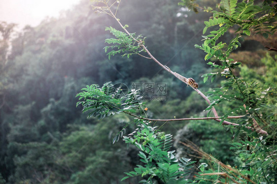 Srilanka风景的美景照片树图片