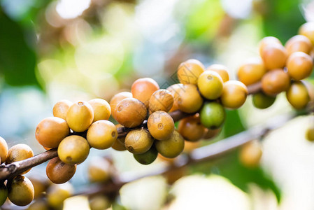 泰国有机咖啡种植园的生菜图片