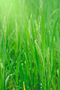绿色大米和清晨美丽的稻谷加上露水滴图片