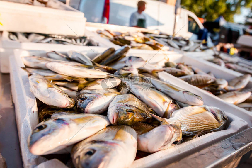 新鲜多拉鱼的皮质供在渔贩户外图片