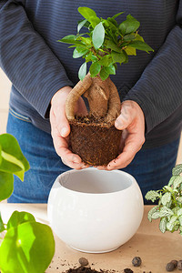 园艺在家种植男人图片