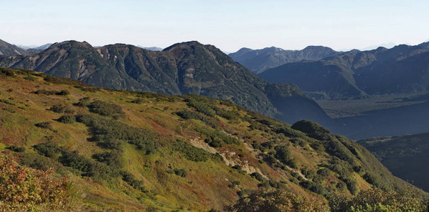 堪察卡半岛的山丘几乎都布满石枝雪松和各种灌木丛图片