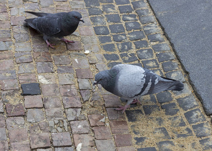 人行道上的鸽子他们吃旧面包卷图片
