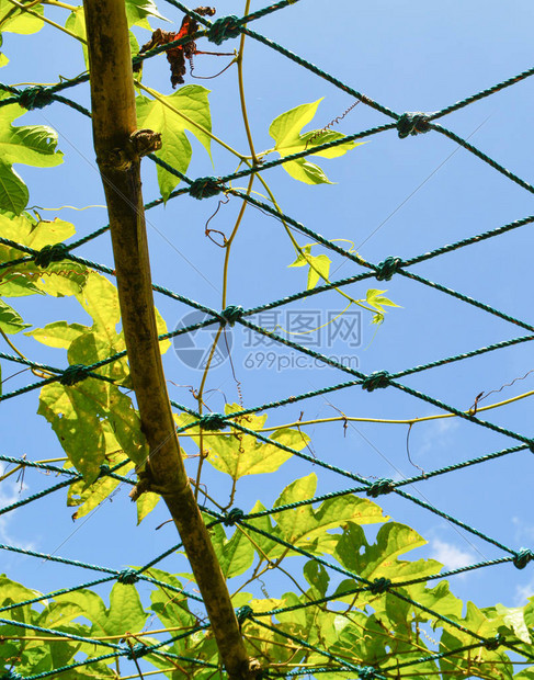 在农场里种植果子在天图片