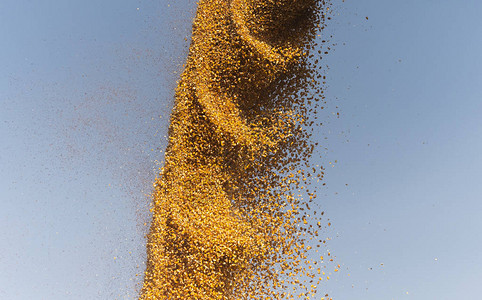 田间收割后将玉米谷物放图片