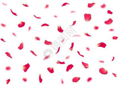 情人节背景或由玫瑰花瓣制成的卡片背景是模糊的玫瑰花瓣孤图片
