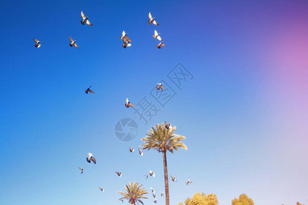 一群鸽子迎着蓝天飞舞图片