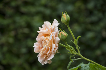 美丽的大淡橙色玫瑰在模糊的背景图片