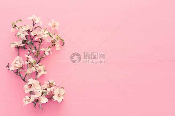 春白樱花树的相片画在面粉木背景上从图片
