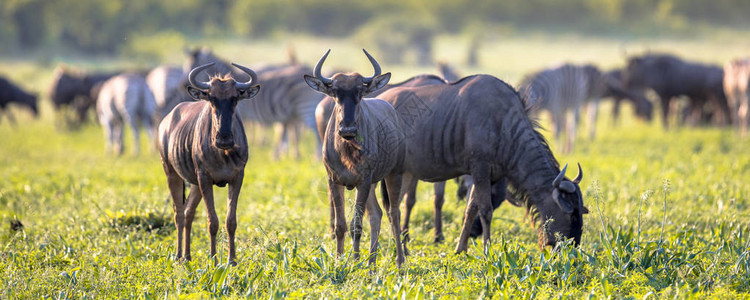 常见的蓝色角马或斑纹牛Connochaetestaurinus群在日落时在南非克鲁格公园丛林大草原的Mooiplaas河床放牧背景图片