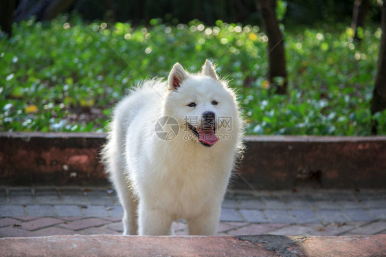 根据国际犬类联合会的分类图片