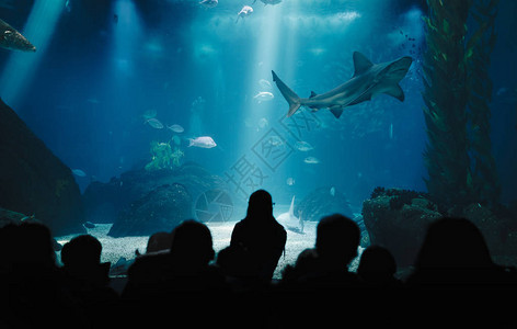 孩子们在海洋水族馆的水下生活课上孩子们在看鱼老师展示鲨鱼光线图片