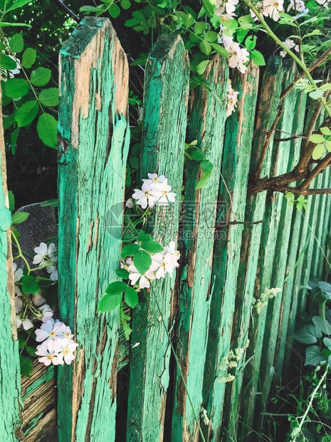 旧木栅栏铁线莲茉莉花或野玫瑰丛上的新鲜白花和绿叶图片