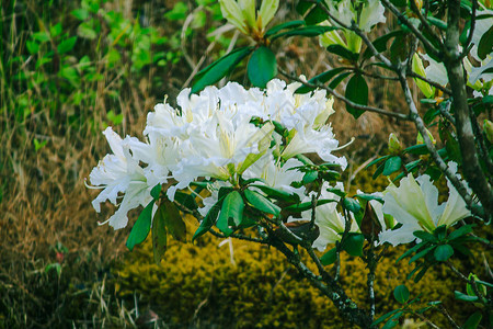 杜鹃花是茵他侬公园杜鹃花属开花植物的姓氏背景图片