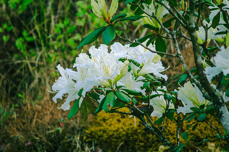 杜鹃花是茵他侬公园杜鹃花属开花植物的姓氏背景图片