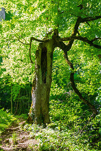 春天或夏季风景有森林足迹和古树有空旷图片