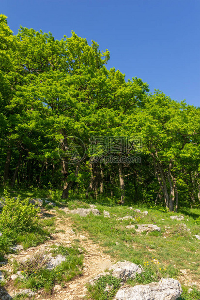 春季或夏季阳光明图片