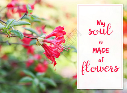 花牌上挂着美丽的罗多德伦花朵引人入胜地引用白框中的我的灵魂是图片