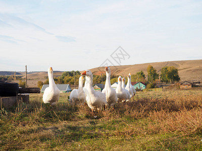 草丛中的鹅家禽鹅群白鹅图片