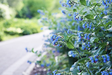公园里的蓝色夏日花朵图片