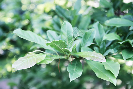 春天公园里美丽的玉兰植物叶子图片