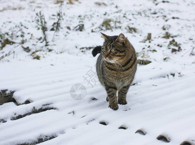冬天小猫在新图片