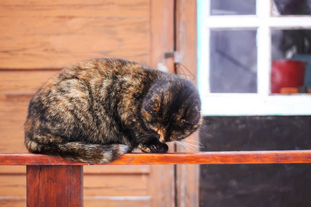 坐在乡下房子附近的木栏杆上的小猫图片