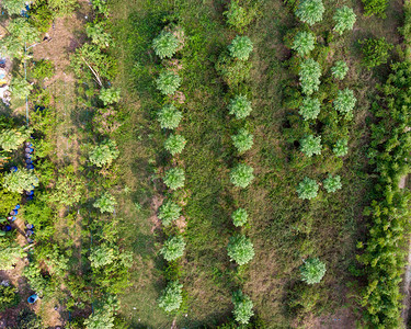 种植木瓜果园顶部图片