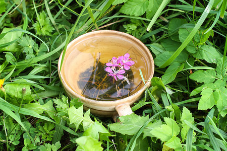 天然凉茶与医用杂草新鲜紫色花朵和叶子在绿色夏季草地图片