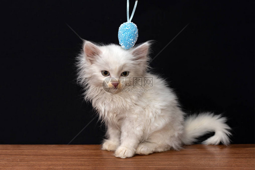 小白毛小猫玩着多彩的玩具蛋在图片