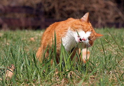 一只红猫吃草作为消化助剂图片