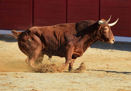 西班牙斗牛与大公牛图片