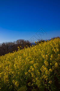 昭南神奈川县吾妻山公园的油菜花园ShounanKanagawaJapan01292018图片