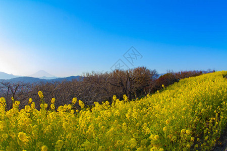 昭南神奈川县吾妻山公园的油菜花园ShounanKanagawaJapan01292018图片