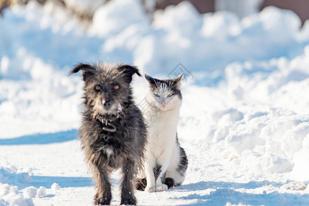一只黑狗和一只白猫坐在雪地的街道上友谊爱和家庭的概图片