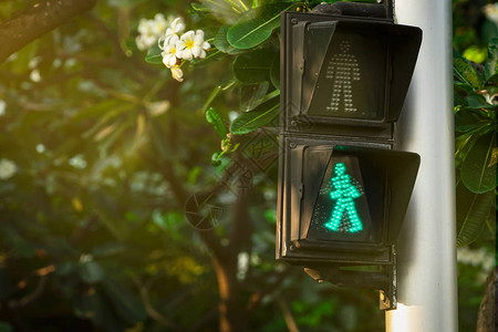 红绿灯杆上的行人信号人行横道标志可确保在城市中安全行走人行横道信号鸡蛋花树和花朵模糊背景上的绿图片