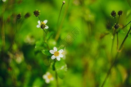 衣服扣子是鲜花的图片