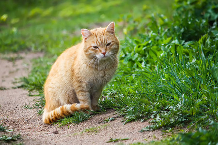 青绿眼睛的年轻红猫对夏季草原背景图片