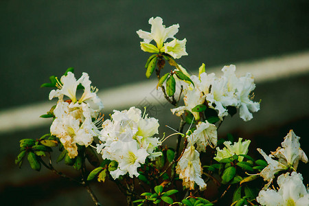 杜鹃花是茵他侬公园杜鹃花属开花植物的姓氏图片