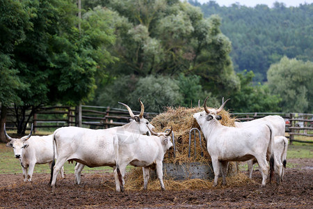 农村畜牧农场草地上的长城灰色牛群图片