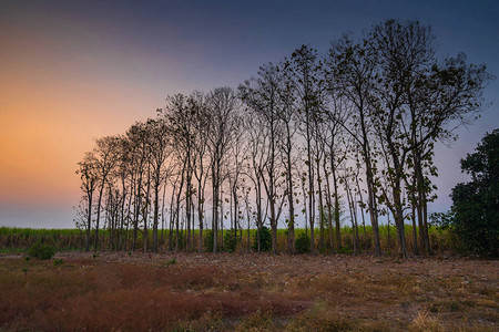 乡村日落时一排树的剪影图片