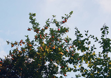 夏天苹果树枝上的红苹果图片