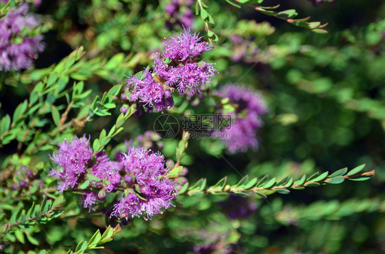 澳大利亚本地ThymeleafHoneyMyrtleMelaleucaepermifoliaMyrtaceae家庭澳大利亚新南威图片