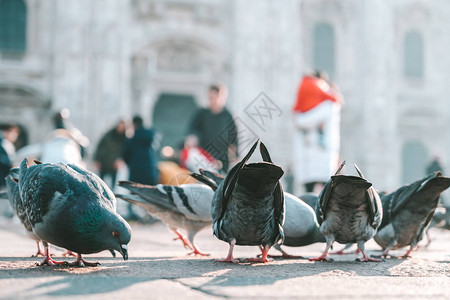 意大利米兰大教堂广场杜奥莫广场鸽子的低角视图片