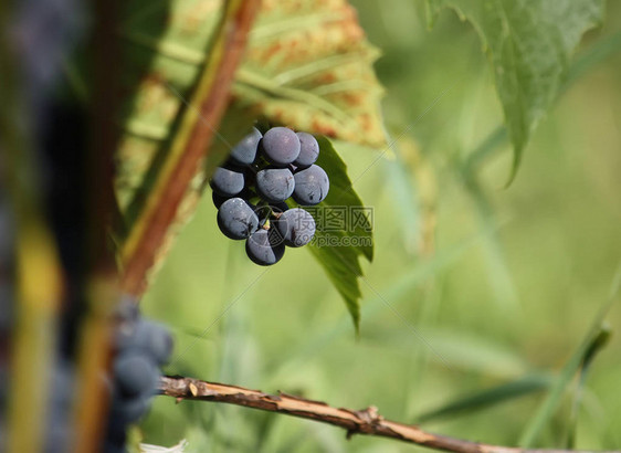在花园里种植的葡萄酒上成熟的葡萄图片