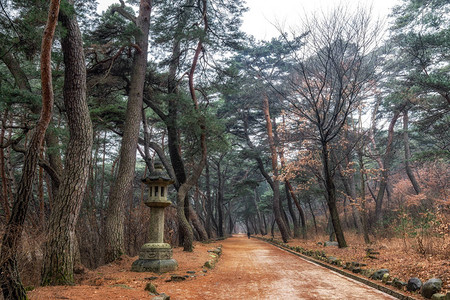 韩国通度寺入口附近的mupunghansonggil路上的松树图片